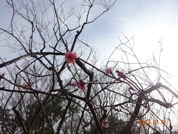 元離宮二条城に投稿された画像（2022/3/30）