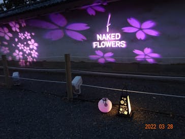NAKED FLOWERS 2022 -桜- 世界遺産・二条城に投稿された画像（2022/3/30）