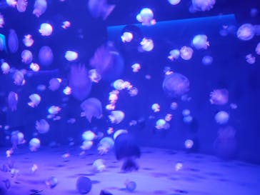 京都水族館に投稿された画像（2022/3/30）