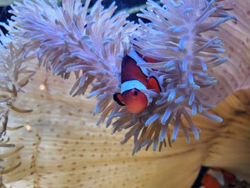 京都水族館に投稿された画像（2022/3/30）