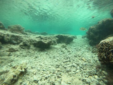 武藤潜水に投稿された画像（2022/3/30）