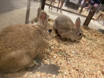 Moff animal world MARK IS みなとみらい店に投稿された画像（2022/3/30）