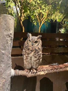 Moff animal world MARK IS みなとみらい店に投稿された画像（2022/3/30）