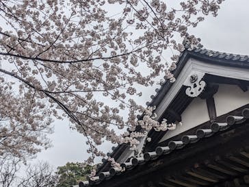 三溪園に投稿された画像（2022/3/30）