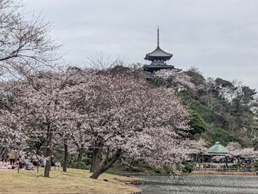 三溪園に投稿された画像（2022/3/30）