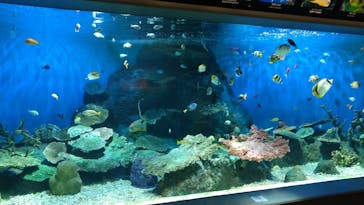 しながわ水族館に投稿された画像（2022/3/30）