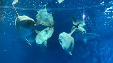 アクアワールド茨城県大洗水族館に投稿された画像（2022/3/30）