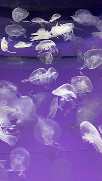 アクアワールド茨城県大洗水族館に投稿された画像（2022/3/30）