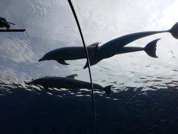 横浜・八景島シーパラダイスに投稿された画像（2022/3/30）