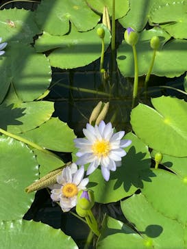 熱川バナナワニ園に投稿された画像（2022/3/30）