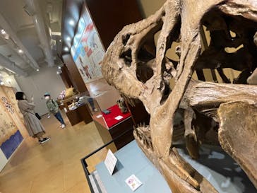 国立科学博物館　特別企画展「ポケモン化石博物館」に投稿された画像（2022/3/30）