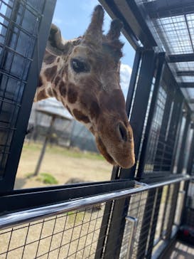 那須サファリパークに投稿された画像（2022/3/30）