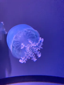 すみだ水族館に投稿された画像（2022/3/30）