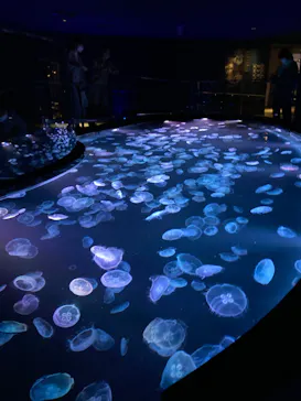 すみだ水族館に投稿された画像（2022/3/30）