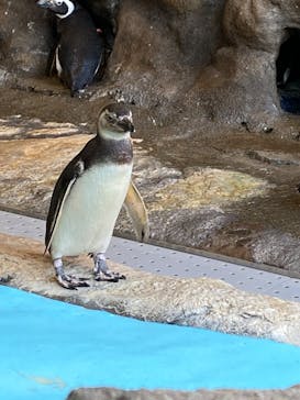 しながわ水族館に投稿された画像（2022/3/30）