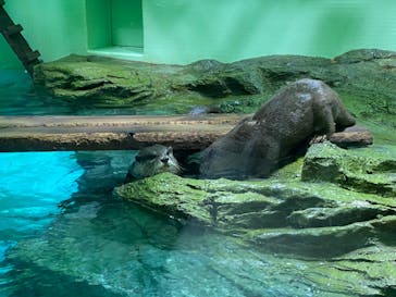 しながわ水族館に投稿された画像（2022/3/30）