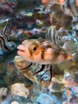 しながわ水族館に投稿された画像（2022/3/30）