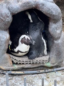 サンシャイン水族館に投稿された画像（2022/3/30）