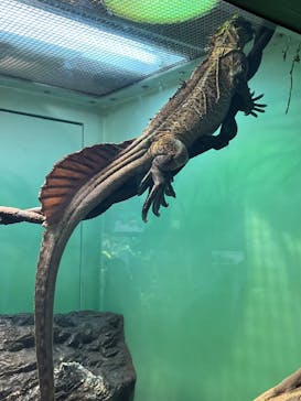 サンシャイン水族館に投稿された画像（2022/3/30）