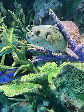 サンシャイン水族館に投稿された画像（2022/3/30）