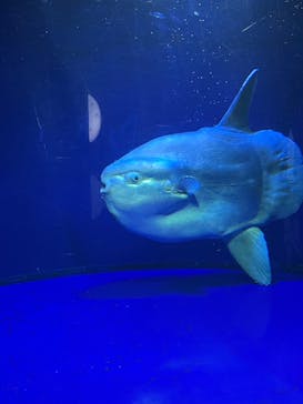 サンシャイン水族館に投稿された画像（2022/3/30）
