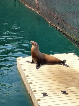 伊豆・三津シーパラダイスに投稿された画像（2022/3/30）