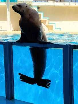 伊豆・三津シーパラダイスに投稿された画像（2022/3/30）