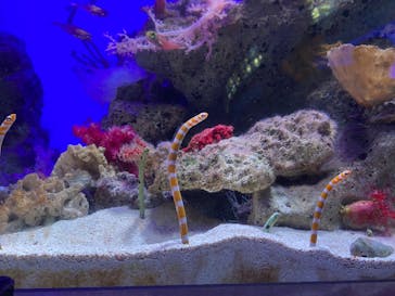 新江ノ島水族館に投稿された画像（2022/3/30）