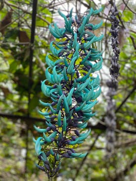 美らヤシパークオキナワ・東南植物楽園に投稿された画像（2022/3/30）
