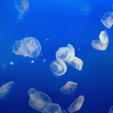 新江ノ島水族館に投稿された画像（2022/3/30）