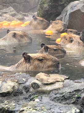 伊豆シャボテン動物公園に投稿された画像（2022/3/30）