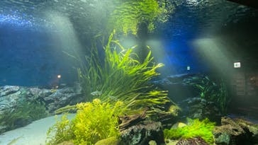 サンシャイン水族館に投稿された画像（2022/3/30）