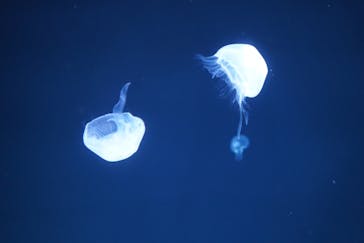 サンシャイン水族館に投稿された画像（2022/3/30）