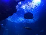 京都水族館に投稿された画像（2022/3/30）