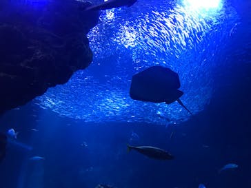 京都水族館に投稿された画像（2022/3/30）