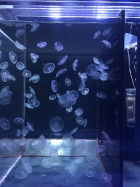 京都水族館に投稿された画像（2022/3/30）