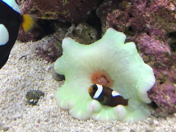 京都水族館に投稿された画像（2022/3/30）