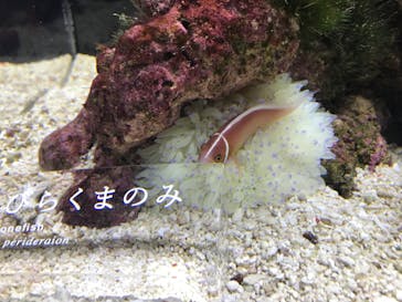 京都水族館に投稿された画像（2022/3/30）