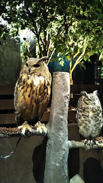 Moff animal world MARK IS みなとみらい店に投稿された画像（2022/3/30）