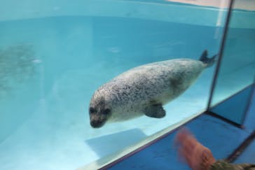 下田海中水族館に投稿された画像（2022/3/30）