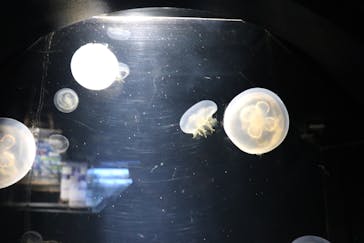 下田海中水族館に投稿された画像（2022/3/30）