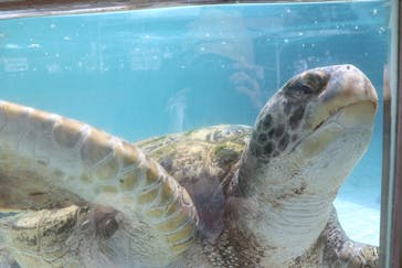 下田海中水族館に投稿された画像（2022/3/30）