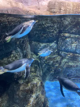 横浜・八景島シーパラダイスに投稿された画像（2022/3/30）