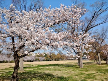 大阪城公園 西の丸庭園に投稿された画像（2022/3/30）