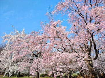 大阪城公園 西の丸庭園に投稿された画像（2022/3/30）