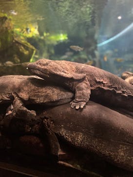 京都水族館に投稿された画像（2022/3/30）