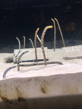 京都鉄道博物館×京都水族館に投稿された画像（2022/3/30）