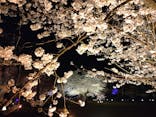 NAKED FLOWERS 2022 -桜- 世界遺産・二条城に投稿された画像（2022/3/30）