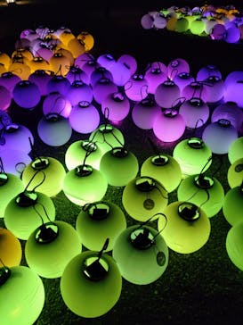 NAKED FLOWERS 2022 -桜- 世界遺産・二条城に投稿された画像（2022/3/30）