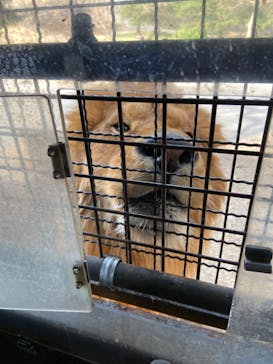 群馬サファリパークに投稿された画像（2022/3/30）